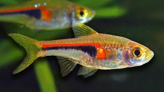 Top 10 Aquarium Fish For Beginners [upl. by Lletnahc]