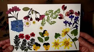 DIY How to Press Flowers  Pressed Flowers  Larkspur Fuschia Hydrangea QueenAnnes Lace [upl. by Nea]