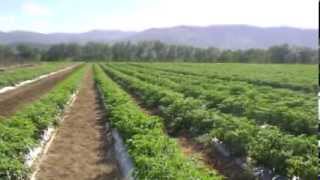 REPORTAJE SOBRE LA AGRICULTURA DOMINICANA youtube [upl. by Notslah]