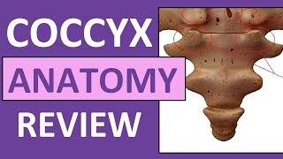 Coccyx Anatomy  Coccygeal Cornua Transverse Process Base Apex [upl. by Anneirb]