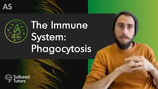 The Immune System Phagocytosis  A Level Biology Revision  AQA [upl. by Nothgierc]