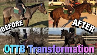 OTTB Transformation Retraining Two Racehorses [upl. by Gracye]