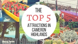 Top 5 Attractions in Cameron Highlands │ Travel Malaysia Guide [upl. by Anelad464]