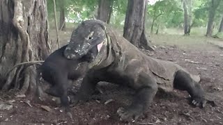 Komodo dragons swallow piglets whole [upl. by Dedrick]