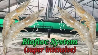 Super Intensive Biofloc Shrimp Farming  Vannamei Farming [upl. by Morgun]