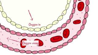 Alveoli Gas Exchange [upl. by Ahseym905]