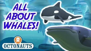 Octonauts  All About Whales  Special Compilation  Cartoons for Kids [upl. by Esiom]