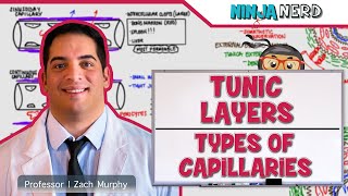 Cardiovascular  Tunic Layers amp Types of Capillaries [upl. by Hoag640]