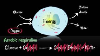 Respiration Aerobic vs Anaerobic [upl. by Enelrac253]