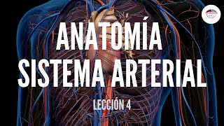 4 ANATOMÍA SISTEMA ARTERIAL ESTRUCTURA Y FUNCIÓN DEL SISTEMA CARDIOVASCULAR [upl. by Wehttam]