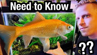 Goldfish Different Types and Breeds [upl. by Lundberg]