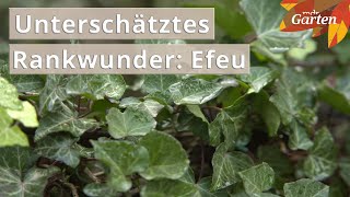 Ein Schaugarten voller Efeu  MDR [upl. by Akena]