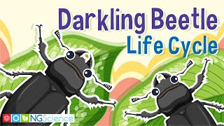 Darkling Beetle Mealworm Life Cycle [upl. by Eleik422]