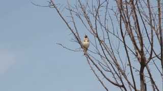 HD European Goldfinch Carduelis carduelis singing in Turkey [upl. by Asseniv]