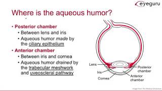 41 Aqueous Humor Pathway [upl. by Etnuahs]