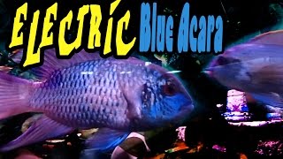 Electric Blue Acara How To Care Guide Inside to Out [upl. by Nairdna539]