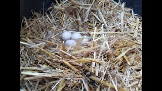 How Our Ducks Lay Eggs [upl. by Libbey]