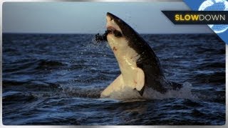 Great White Shark Breaches in SLOW MOTION [upl. by Nivra]