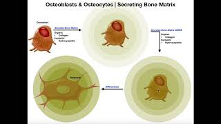 Functions of Osteoblasts amp Osteocytes  Organization of the Osteon [upl. by Nodanrb]