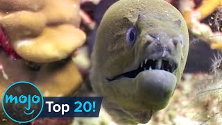 Top 20 Most Dangerous Ocean Creatures in the World [upl. by Leziar]