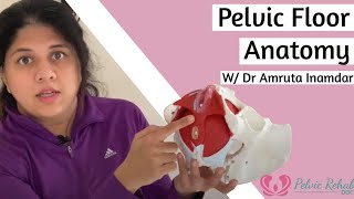 Pelvic Floor StructureAnatomy  Pelvic Rehab Doc [upl. by Shrier]