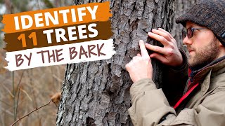 Identify 11 Trees By the Bark Easy Tips [upl. by Horatius]