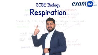 Respiration  KS3 amp GCSE Biology [upl. by Namyaw]