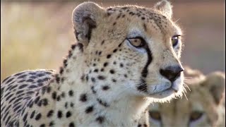 Best Cheetah Moments  Top 5  BBC Earth [upl. by Ulrike]