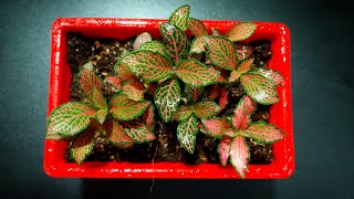 Fittonia Plant  Potting Mix For Fittonia Plant  Fittonia Repotting amp Its Care [upl. by Sainana]