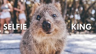 Quokkas The Happiest Animals on the Internet [upl. by Uthrop]