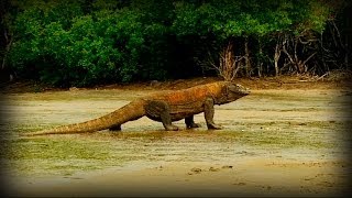 Komodo and Sumatra Land of Dragons full documentary [upl. by Horne715]