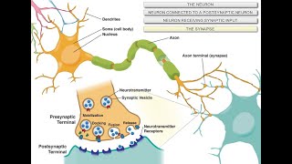 Intro to Neuroscience [upl. by Yrrap]