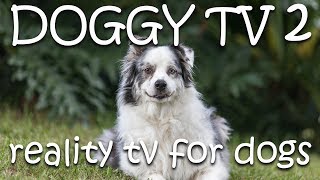 Dog TV 2  Reality TV for Dogs [upl. by Rist]