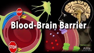 Blood Brain Barrier Animation [upl. by Anoiek]