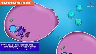 Antiviral Activities of Different Interferon Types and Subtypes [upl. by Nyved]