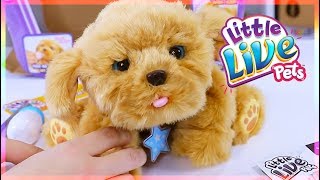 Little Live Pets Snuggles My Dream Puppy Playset [upl. by Llerrej]