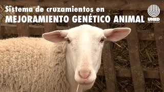 Sistema de cruzamientos en mejoramiento genético animal [upl. by Gobert]