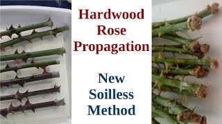 Hardwood Rose Propagation New Soilless Method [upl. by Towne]