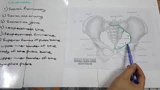 8 Landmarks of Pelvis Explained [upl. by Lacagnia]