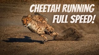 Cheetah Running Full Speed  True Facts [upl. by Novehc]