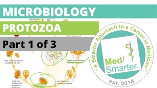 Protozoa  Microbiology  USMLE STEP 1  Part 1 of 3 [upl. by Cilo81]