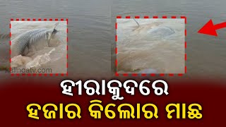 Fish Weighing Almost 1000 kgs Spotted In Hirakud Dam At Sambalpur  KalingaTV [upl. by Adnahsed]