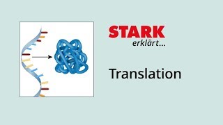 Translation Proteinbiosynthese  STARK erklärt [upl. by Xuaegram891]