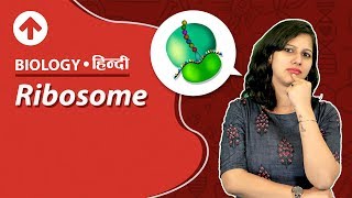 Ribosome  Hindi  Biology [upl. by Aysahc]