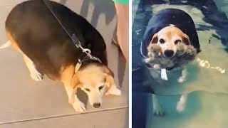 Watch This Overweight Beagles Fitness Journey [upl. by Adnoryt315]