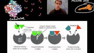 Enzymes [upl. by Attekal714]