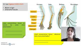 órganos homologos y analogos [upl. by Ayrad]