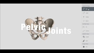 Joints Of Pelvis  Anatomy [upl. by Isoais]