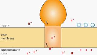 ATP Synthesis F0 F1 Complex animation [upl. by Donough]