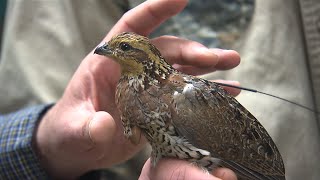 For the Love of Quail  Georgia Outdoors [upl. by Radec]